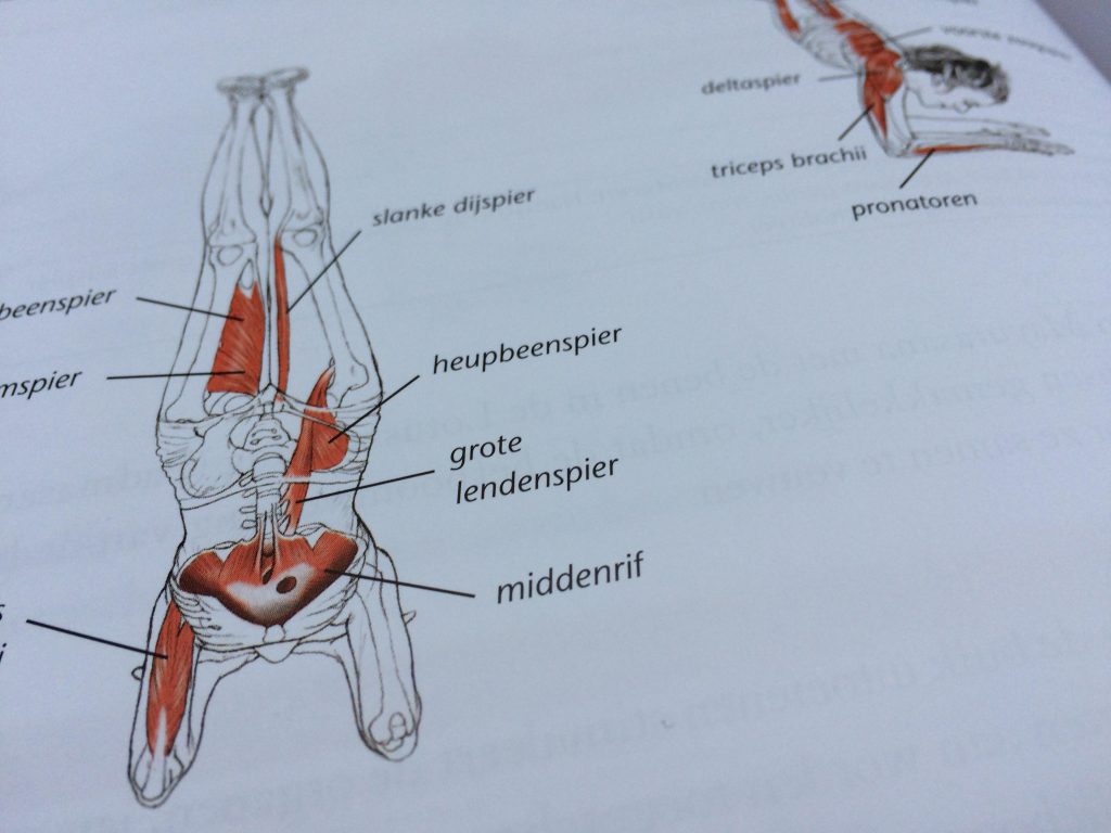 yoga anatomie